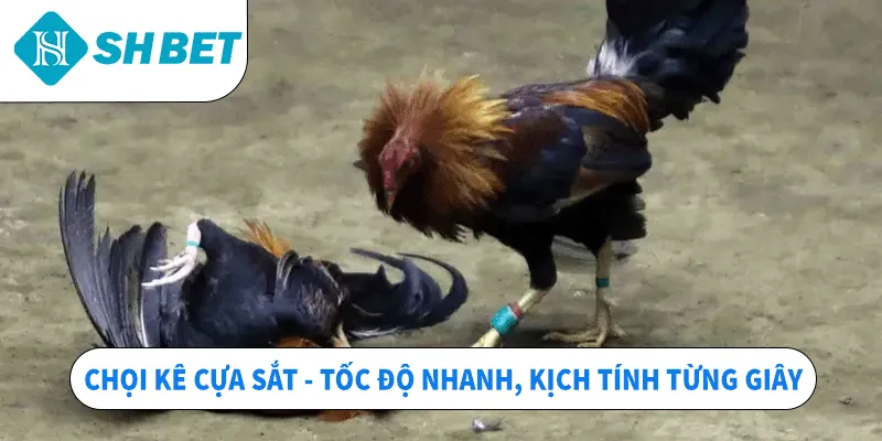 Chọi kê cựa sắt – Tốc độ nhanh, kịch tính từng giây